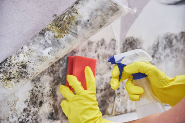 Reliable Puhi, HI Mold Removal Services Solutions